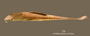 Loricaria tuyrensis FMNH 7583 holo lat